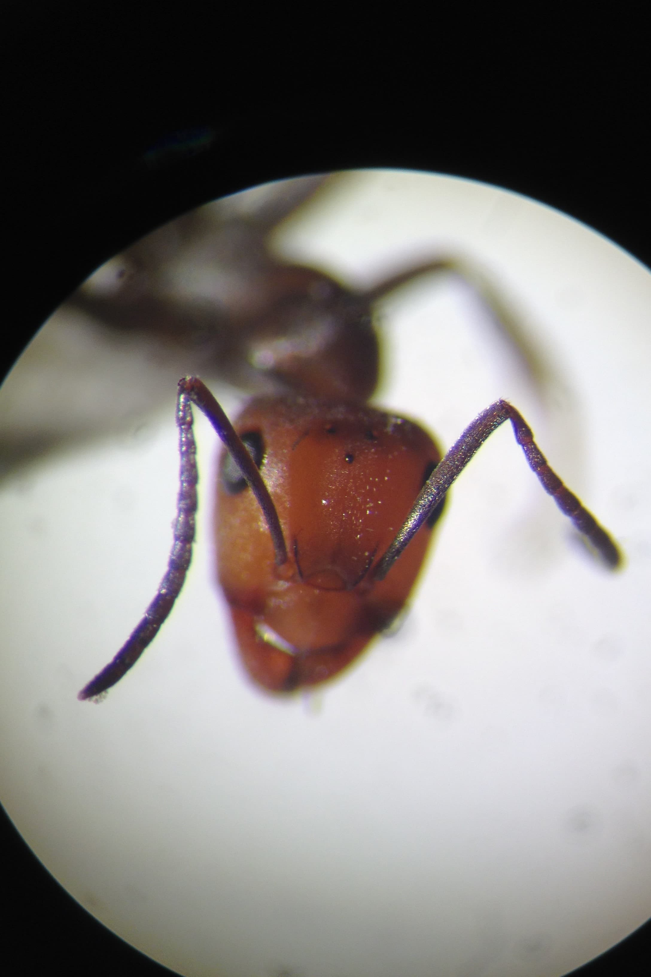 Echinaceaprojectcrop4